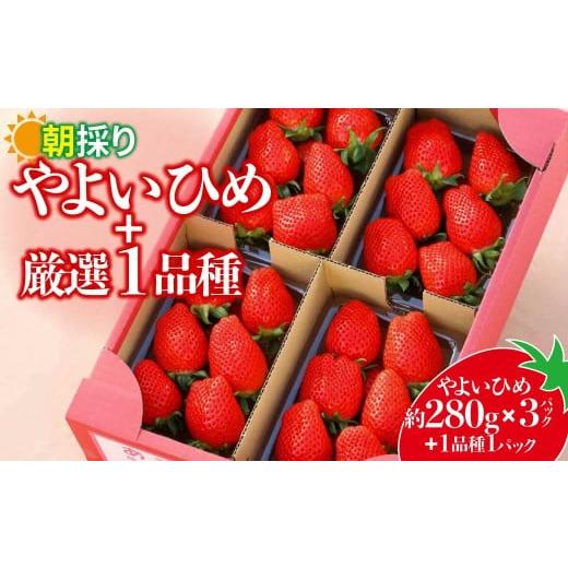 ふるさと納税 いちご 群馬県 前橋市 やよいひめ280g×3パック+厳選1品種 合計4パック | イチゴ 苺 高品質 たっぷり 新鮮 完熟 旬 ストロベリー 高級 産地直…