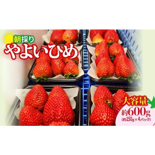 ふるさと納税 いちご 群馬県 前橋市 いちご やよいひめ 150gパック×4パック 計600g 2026年全国いちご選手権入賞 | コク 甘み 朝採れ イチゴ 苺 高品質 たっぷ…