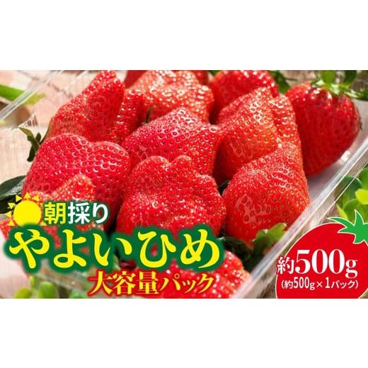 ふるさと納税 いちご 群馬県 前橋市 いちご やよいひめ 500g × 1パック | コク 甘み 朝採れ やよいひめ 大粒 甘み 酸味 バランス 贈答用 新鮮 完熟 いちご 旬…
