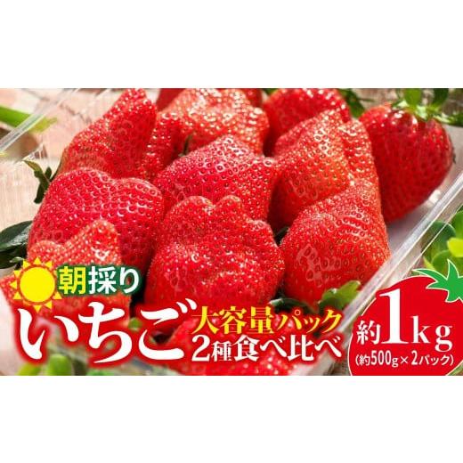 ふるさと納税 いちご 群馬県 前橋市 いちご 2種食べ比べ 大容量パック 約500g×2パック 1kg | コク 甘み 朝採れ イチゴ 苺 高品質 たっぷり 新鮮 完熟 旬 スト…