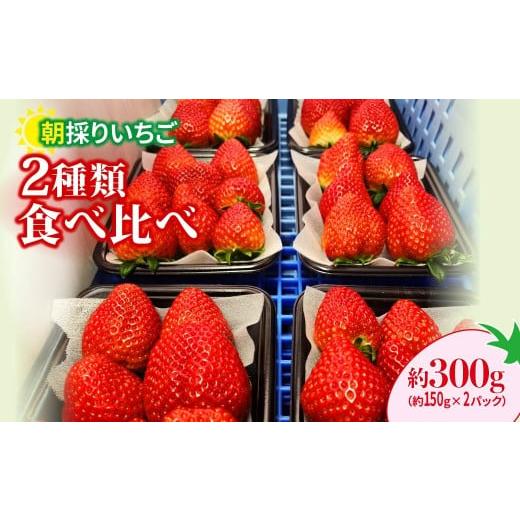 ふるさと納税 いちご 群馬県 前橋市 いちご 食べ比べ 150g×2パック 300g | コク 甘み 朝採れ イチゴ 苺 高品質 たっぷり 新鮮 完熟 旬 ストロベリー 高級 産…