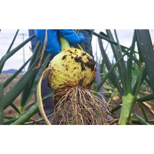 ふるさと納税 野菜類 玉ねぎ 兵庫県 南あわじ市  野菜ソムリエサミット金賞 淡路島新玉ねぎ10kg 仲田青果の淡路島いち玉ねぎ   配送3月上旬〜5月下旬 淡路島…の画像