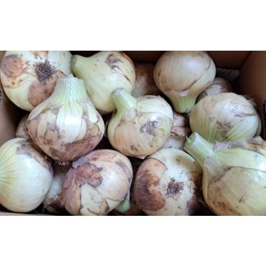 ふるさと納税 野菜類 玉ねぎ 兵庫県 南あわじ市  野菜ソムリエサミット金賞 淡路島新玉ねぎ10kg 仲田青果の淡路島いち玉ねぎ   配送3月上旬〜5月下旬 淡路島…の画像