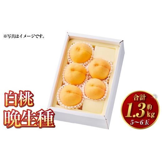 ふるさと納税 もも 岡山県 倉敷市 白桃 晩生種 5〜6玉(約1.3kg)岡山 桃 晩生種 白麗 瀬戸内白桃 大玉 果実 固め 果肉 2026年8月上旬〜9月下旬発送予定