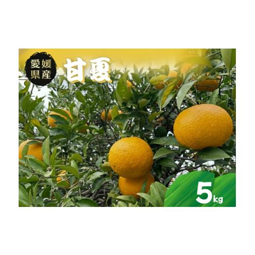 ふるさと納税 果物類 みかん 愛媛県 四国中央市 甘夏 5kg 愛媛県 秀品 四国中央市産 送料無料 果物 フルーツ 5kg