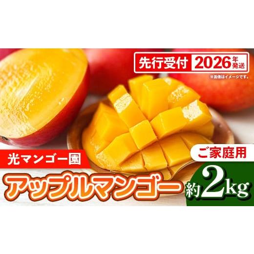 ふるさと納税 マンゴー 沖縄県 八重瀬町 先行受付 2026年発送 光マンゴー園の家庭用アップルマンゴー約2kg(4〜6玉)白箱 - ご自宅用 先行予約 沖縄県産 産地…