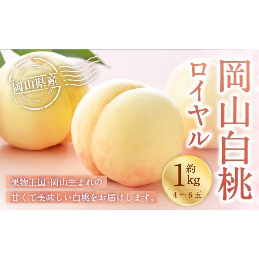 ふるさと納税 もも 岡山県 美咲町 岡山白桃 ロイヤル 4〜6玉 約1kg 岡山県産 白桃 桃 もも モモ くだもの 果物 果実 フルーツ 国産 ギフト 贈り物 2026年7月上…