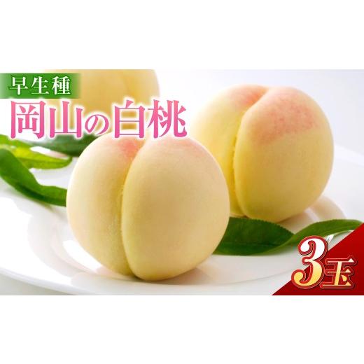 ふるさと納税 もも 岡山県 倉敷市 岡山の白桃 (大玉 / 早生種) 3玉 (合計約840g) 桃 もも モモ 白桃 くだもの 果物 国産フルーツ 国産 岡山県 倉敷市 202…