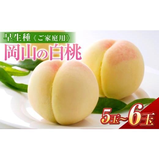 ふるさと納税 もも 岡山県 倉敷市 [ご家庭用] 岡山の白桃 (早生種) 5〜6玉 (合計約1.3kg) 桃 もも モモ 白桃 くだもの 果物 国産フルーツ 国産 岡山県 …
