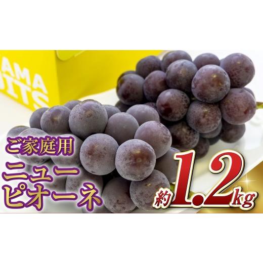 ふるさと納税 果物類 ぶどう 岡山県 倉敷市 [ご家庭用]ニュー ピオーネ 2〜3房(合計約1.2kg) ブドウ 葡萄 岡山県産 国産 フルーツ 果物 岡山県 倉敷市 …