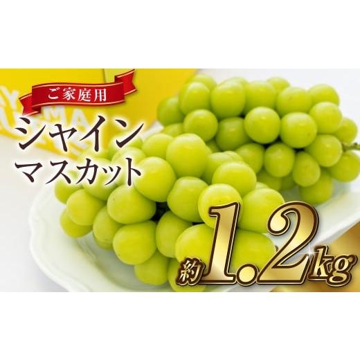 ふるさと納税 ぶどう マスカット 岡山県 倉敷市 [ご家庭用] シャインマスカット 2〜3房(合計約1.2kg) マスカット ぶどう 葡萄 岡山県産 種無し 皮ごと食べ…