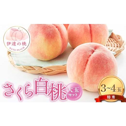 ふるさと納税 もも 福島県 伊達市 2026年出荷分先行予約 福島県産 さくら白桃の特秀 大玉 3〜4玉入り (約1.2kg) 株式会社エールアップ 特秀 伊達の桃 桃 フル…