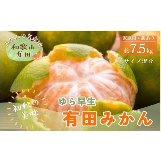 ふるさと納税 果物類 みかん 和歌山県 串本町 初秋の美味 ご家庭用ゆら早生有田みかん 約7.5kg+200g(傷み補償分) サイズ混合 2026年10月中旬〜11月上旬頃に…