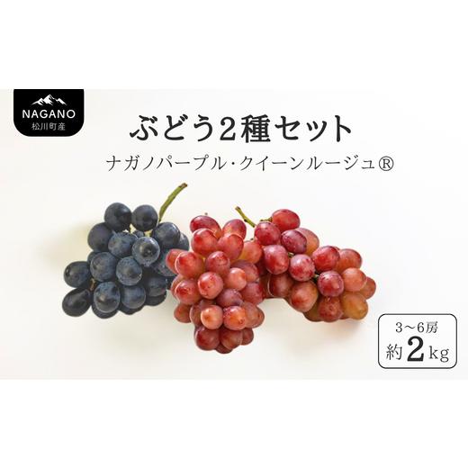 ふるさと納税 果物類 ぶどう 長野県 松川町 TK31-26A ぶどう2種セット (ナガノパープル・クイーンルージュ?) 約2kg 贈答 / 2026年9月中旬〜10月中旬頃 配送…