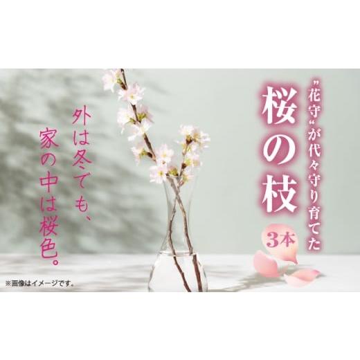 ふるさと納税 雑貨・日用品 花 北海道 松前町 希少品種 "花守"が代々守り育てた桜の枝 約30cm 3本 八重桜 サクラ 枝 松前産 桜の里 産地直送 南殿 糸括 関…