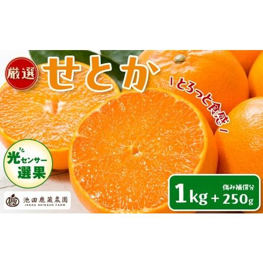 ふるさと納税 果物類 みかん 和歌山県 有田川町 [先行予約]厳選 せとか1kg+250g(傷み補償分)[柑橘・春みかんの王様][光センサー選果・食べ頃出荷][IK…