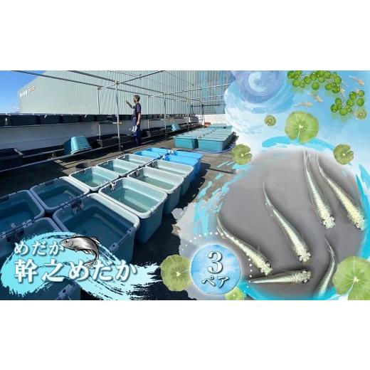 ふるさと納税 雑貨・日用品 神奈川県 海老名市 めだか 幹之めだか 3ペア 配送不可地域:北海道・四国・九州・沖縄・離島 ペット 神奈川県 海老名市