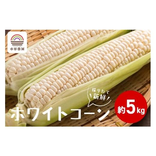 ふるさと納税 とうもろこし 茨城県 石岡市 2026年 先行予約 採りたて新鮮ホワイトコーン(雪の妖精) 数量限定 とうもろこし 野菜 ホワイトコーン トウモロコ…