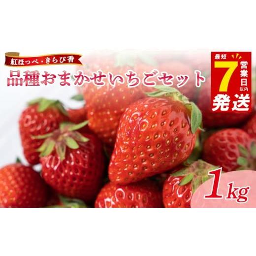 ふるさと納税 ケーキ・カステラ フルーツケーキ 静岡県 牧之原市 7日以内配送 品種 おまかせ 紅ほっぺ もしくは きらぴ香 1kg いちご イチゴ 苺 国産 甘い あ…