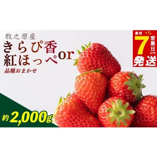 ふるさと納税 果物類 静岡県 牧之原市 7日以内配送 いちご 紅ほっぺ もしくは きらぴ香 2kg 品種おまかせ イチゴ 苺 国産 甘い あまい 果物 くだもの スイー…