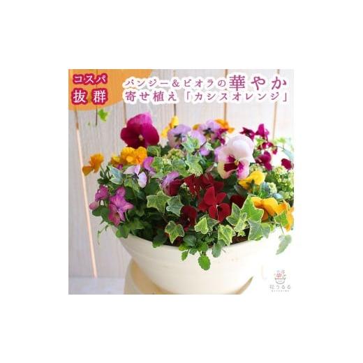 ふるさと納税 雑貨・日用品 花 山口県 山口市 D546 パンジー&ビオラの寄せ植え カシスオレンジ(プランター版) 玄関先 フラワーギフト 誕生日 冬 プレゼント …