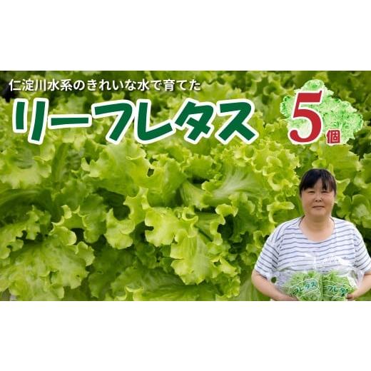 ふるさと納税 野菜類 高知県 佐川町 佐川町産 リーフレタス 5袋 水耕栽培 野菜 高知 新鮮 西村農園
