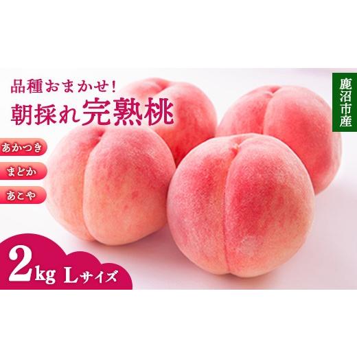 ふるさと納税 もも 栃木県 鹿沼市 先行予約 品種おまかせ 鹿沼市産 もも Lサイズ(2kg) | 桃 モモ もも 栃木県 果物 くだもの フルーツ あかつき まどか あ…