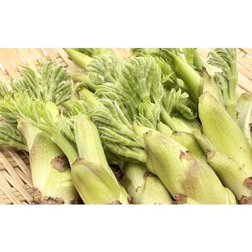 ふるさと納税 野菜類 山菜 福島県 鏡石町 山菜の王様 鏡石の自然の恵み タラの芽 約300g（約50g×6） 山菜 野菜 食品 F6Q-468の画像