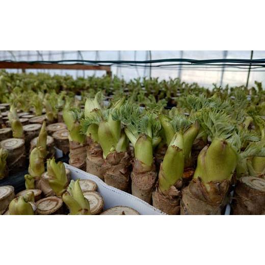 ふるさと納税 野菜類 山菜 福島県 鏡石町 山菜の王様 鏡石の自然の恵み タラの芽 約300g（約50g×6） 山菜 野菜 食品 F6Q-468の画像