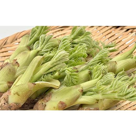 ふるさと納税 野菜類 山菜 福島県 鏡石町 山菜の王様 鏡石の自然の恵み タラの芽 約400g（約50g×8） 山菜 野菜 食品 F6Q-469の画像