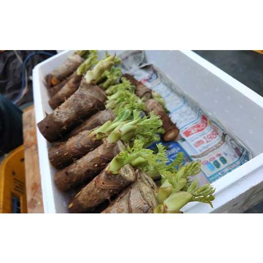 ふるさと納税 野菜類 山菜 福島県 鏡石町 山菜の王様 鏡石の自然の恵み タラの芽 約500g（約50g×10） 山菜 野菜 食品 F6Q-470の画像