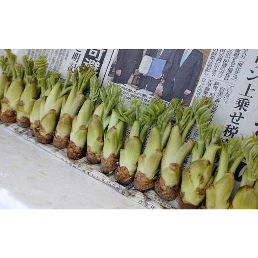 ふるさと納税 野菜類 山菜 福島県 鏡石町 山菜の王様 鏡石の自然の恵み タラの芽 約500g（約50g×10） 山菜 野菜 食品 F6Q-470の画像