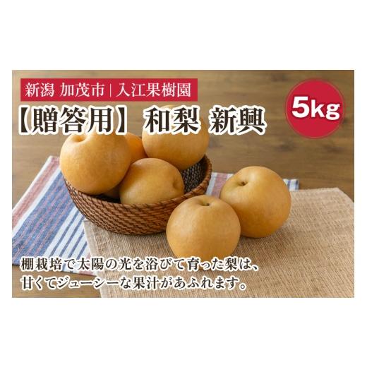 ふるさと納税 梨 新潟県 加茂市 2026年先行予約 贈答用 和梨 新興 5kg(7〜10玉)[10月中旬〜順次出荷] しんこうなし 果物 フルーツ ナシ 新潟産 加茂市 入…