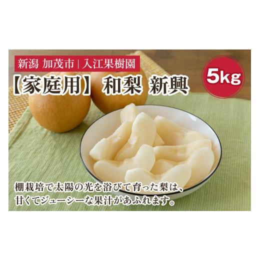 ふるさと納税 梨 新潟県 加茂市 2026年先行予約 家庭用 和梨 新興 5kg(7〜10玉)[10月中旬〜順次出荷] しんこうなし 果物 フルーツ ナシ 新潟産 加茂市 入…