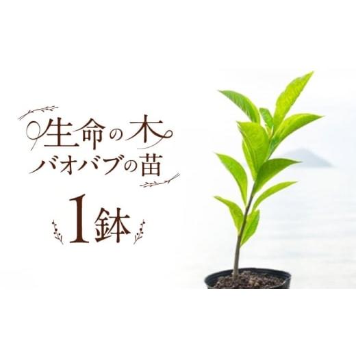 ふるさと納税 雑貨・日用品 苗木 福岡県 糸島市 バオバブの苗 糸島市 / バオバブ・サンライズ 植物 苗