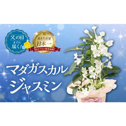 ふるさと納税 雑貨・日用品 花 愛知県 田原市 [父の日までにお届け]マダガスカルジャスミン 花 花 鉢植え 鉢 鉢花 花 観葉植物 植物 4号鉢 人気 おしゃれ か…