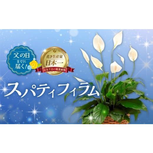 ふるさと納税 雑貨・日用品 花 愛知県 田原市 [父の日までにお届け]スパティフィラム 花 鉢植え 鉢 鉢花 花 観葉植物 植物 5号鉢 人気 おしゃれ かわいい 父…
