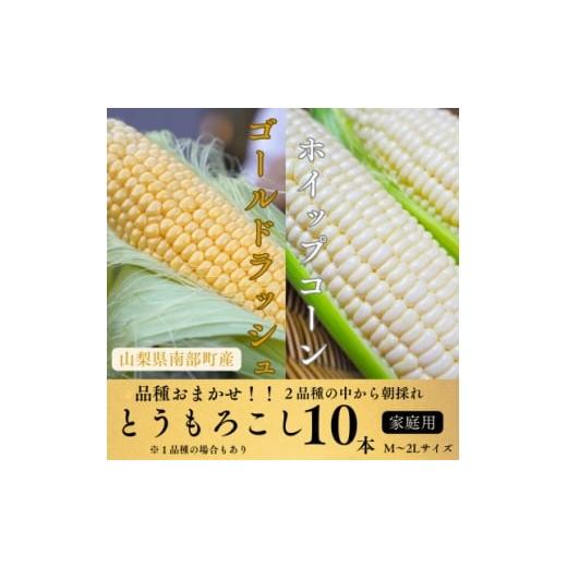 ふるさと納税 とうもろこし 山梨県 南部町 山梨県南部町産 品種おまかせ 朝採りとうもろこし10本 ご家庭用 1714725