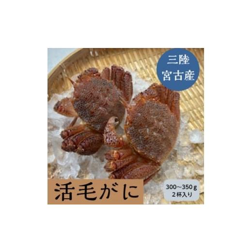 ふるさと納税 カニ 毛ガニ 岩手県 宮古市 三陸宮古産 活毛ガニ 300g〜350g×2杯 1711353