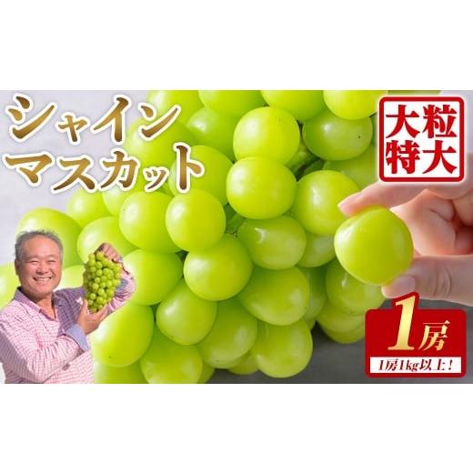 ふるさと納税 ぶどう マスカット 宮城県 登米市 先行予約受付中 シャインマスカット 大サイズ 1房 (1房1kg以上) フルーツ 果物 くだもの マスカット ぶどう …