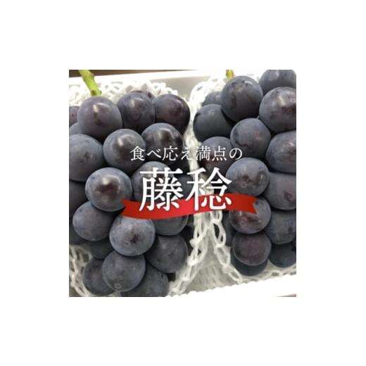 ふるさと納税 ぶどう 岡山県 津山市 2026年先行予約 大粒の黒葡萄「藤稔(ふじみのり)」大2房/計1.3kg〜(岡山県産) ギフトに 1713752