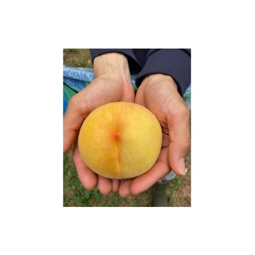 ふるさと納税 もも 岡山県 津山市 2026年先行予約 8月上旬頃より発送予定・岡山県産の黄色い桃・黄金桃(3個入り) 1713756