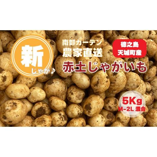 ふるさと納税 野菜類 じゃがいも 鹿児島県 天城町 新じゃが 徳之島 天城町産 赤土じゃがいも 5kg M〜2L 混合サイズ 南部ガーデン ジャガイモ ばれいしょ バレ…