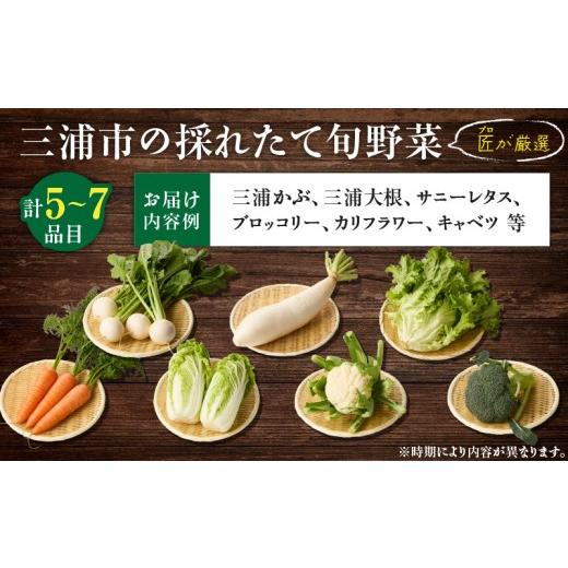 ふるさと納税 セット・詰合せ 神奈川県 三浦市 三浦の匠野菜 M127-001の画像