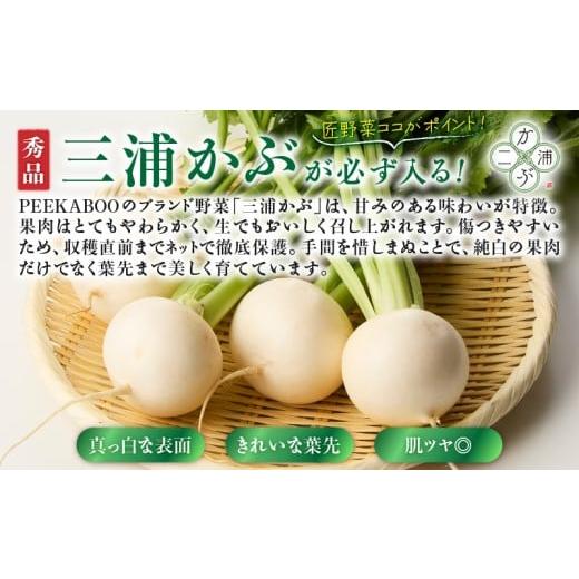 ふるさと納税 セット・詰合せ 神奈川県 三浦市 三浦の匠野菜 M127-001の画像