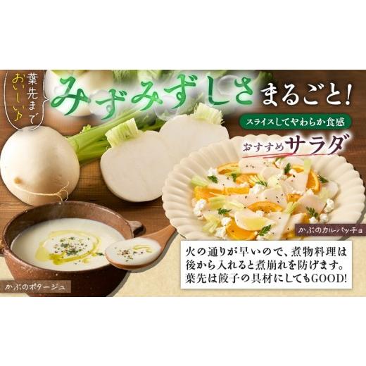 ふるさと納税 セット・詰合せ 神奈川県 三浦市 三浦の匠野菜 M127-001の画像