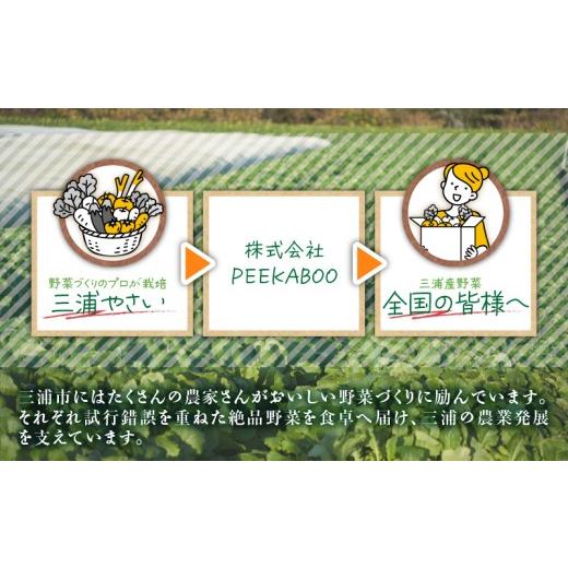 ふるさと納税 セット・詰合せ 神奈川県 三浦市 三浦の匠野菜 M127-001の画像