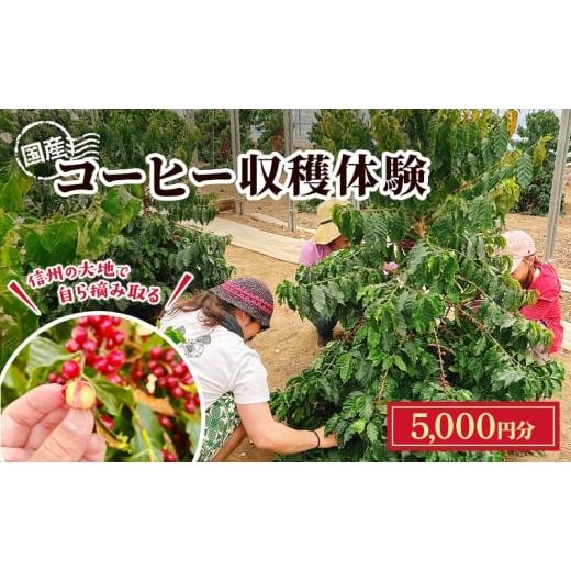 ふるさと納税 体験チケット 長野県 上田市 信州の大地で、自ら摘み取る「国産コーヒー収穫体験1名様分」5,000円分 コーヒーチェリー 収穫 試飲 体験 信州 No.5…