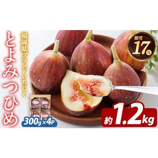 ふるさと納税 いちじく 福岡県 芦屋町 先行予約受付中 2026年8月下旬〜10月下旬に順次発送予定 福岡県ブランドいちじく とよみつひめ (計約1.2kg・300g×4P) …