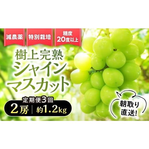 ふるさと納税 ぶどう マスカット 山梨県 甲斐市 先行予約 定期便 樹上完熟シャインマスカット(特別栽培)1.2kg/2房 3回 BM-15 2房/1.2kg(3回)